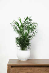 Potted chamaedorea palm on wooden table near white wall. Beautiful houseplant