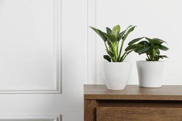 Beautiful different houseplants in pots on wooden table near white wall, space for text