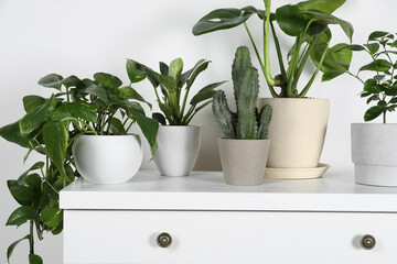 Many different houseplants in pots on chest of drawers near white wall, closeup