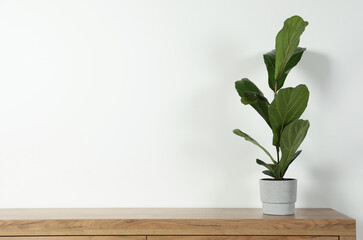 Potted ficus on wooden table near white wall, space for text. Beautiful houseplant