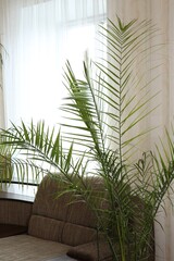 Fototapeta na wymiar Beautiful palm plant growing near sofa indoors. House decoration