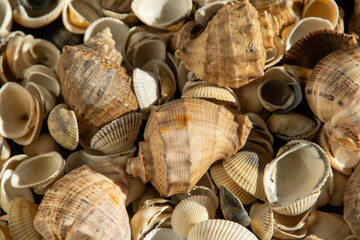 Sea shells on the beach. Summer background. Rapan shell. Beige light color. Aesthetic minimalism. Nature beauty.