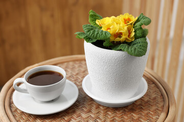 Beautiful primrose plant in flower pot and cup of coffee on wooden table indoors