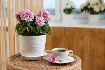 Beautiful chrysanthemum plant in flower pot and cup of coffee on wooden table indoors, space for...