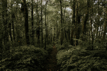 trees in the woods