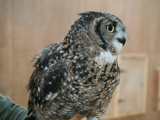 A closeup of an owl.