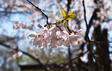 The close-up details of the peaceful white pink cherry blossoming flowers in Sapporo Japan