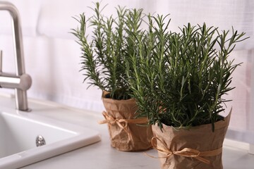 Aromatic green rosemary in pots on white countertop