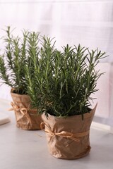 Aromatic green rosemary in pots on white table