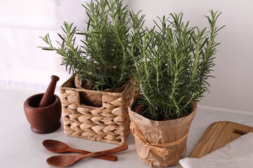 Aromatic green rosemary in pots and wooden spoons on white table