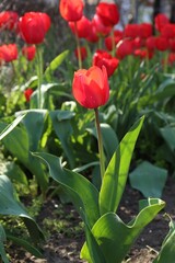 Beautiful red tulip flowers growing in garden. Spring season
