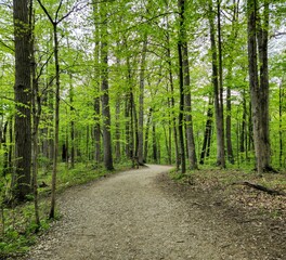 Fototapeta na wymiar Highbanks Metro Park Serene Spring Forest Winding Footpath