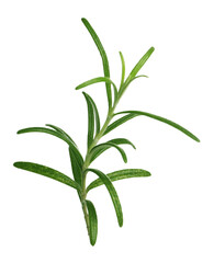 Sprig of fresh rosemary isolated on white