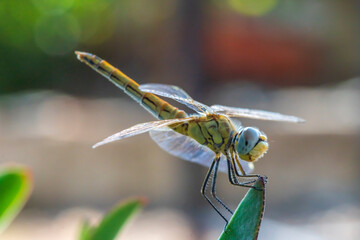close up of a dragonfly