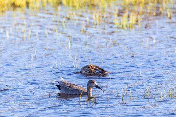 Gadwall ducks swimming in a lake