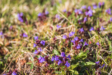 Flowering Ground ivy on a meadow at spring
