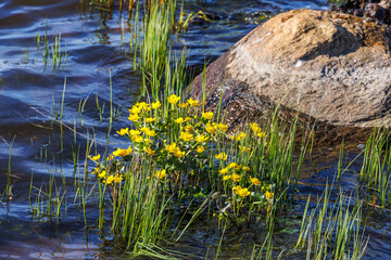 Fototapeta na wymiar Flowering Marsh marigold in the water