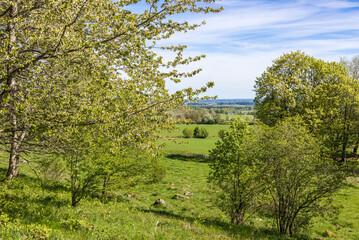 Fototapeta na wymiar Lush green trees in meadow at spring