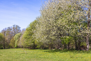 Obraz premium Cherry blossom at a meadow edge