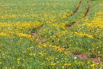 Fototapeta premium Meadow with flowering dandelions in the summer