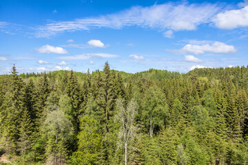 View of a coniferous forest on a sunny summer day