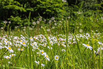 Meadow with flowering Daisy flowers by the forest edge
