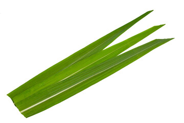 Sugar cane leaves on white background.