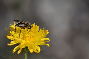 A mosquito sipping nectar from a dandelion flower