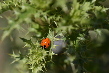 A ladybug on a thistle leaf