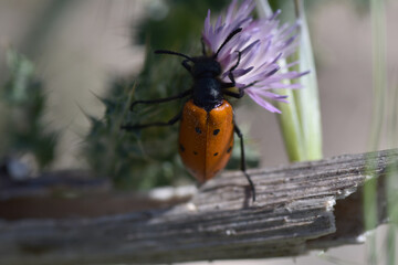 A beauty ladybug on a purple thistle flower
