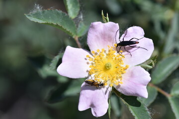 Two insect on a rosehip flower. Flowers are life