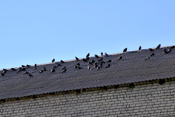 birds on the roof of the house