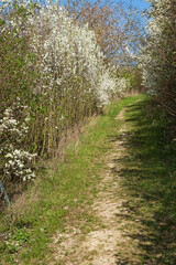 Fototapeta na wymiar Narrow footpath between blooming blackthorn hedges near Stadecken-Elsheim/Germany in Rhineland-Palatinate