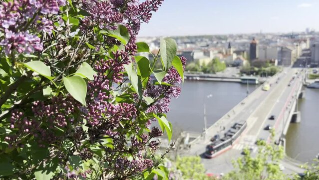 Blooming lilac with a view of the Vltava, the bridge and Prague