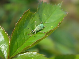 Small, green beetle, green immigrant leaf weevil (Polydrusus formosus, Polydrusus splendidus) on a rose plant leaf