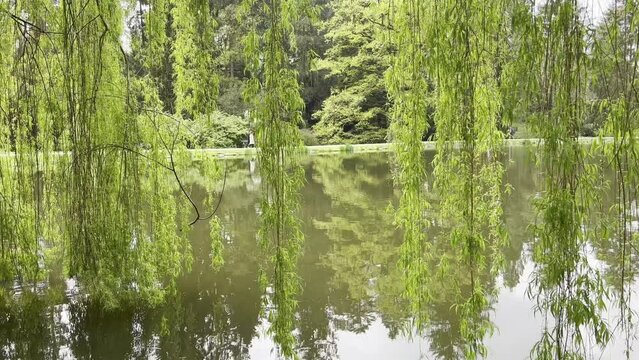 Green long branches of willow over the lake