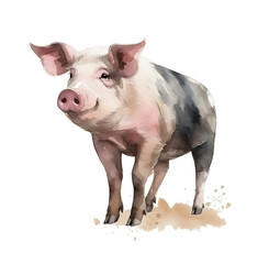 Fototapeta premium Watercolor cute pig isolated on white background. Hand drawn pig illustration.