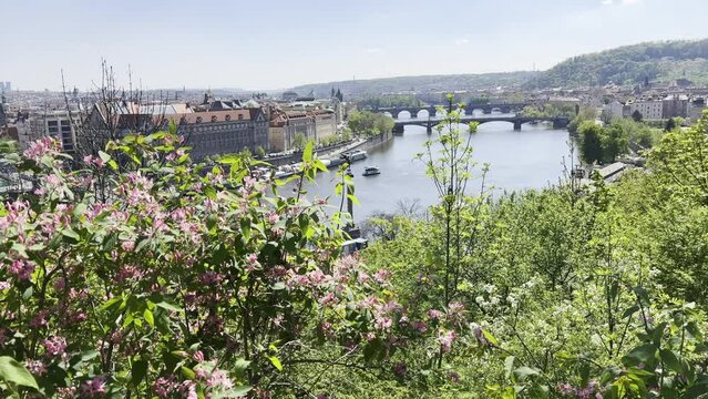 View of the Vltava, bridges and Prague with flowering trees