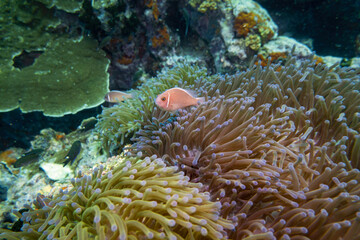 Naklejka na ściany i meble Pink Anemone Fish swim and stay at coral and sea anemone in deep blue sea underwater and colurful coral landscape with reef and blue water background