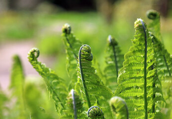 Macro image of Shuttlecock Fern fronds unfurling in Spring, Derbyshire England
