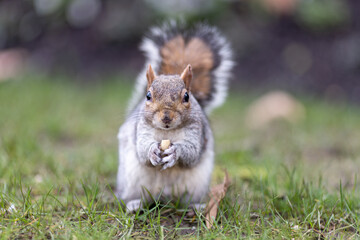 Naklejka na ściany i meble European Grey Squirrel eating a nut