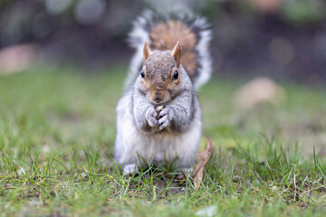 Naklejka na ściany i meble European Grey Squirrel eating a nut