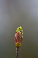 Zdjęcia natury, zdjęcia makro, kwiatki na łące, rosa na kwiatach, 