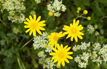 daisy, bee, flower, pollen, yellow, plant, honey