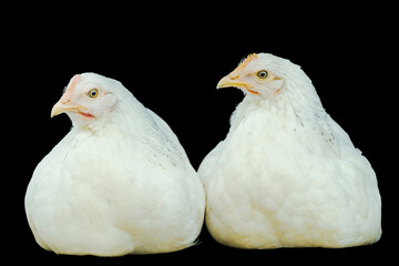 Two White chicken sitting isolated on black Background. Dual-purpose Adorable Sussex Chicken portrait of a chicken 