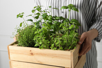 Woman holding wooden crate with different aromatic herbs, closeup