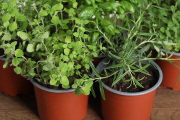 Fototapeta na wymiar Different aromatic potted herbs on wooden table, closeup