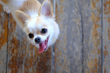 Chihuahua Love: Playful Dog Looking at Camera