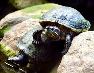 Meso-American slider turtle  (Trachemys venusta) in Osnabrück Zoo, June 2018.