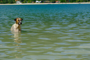 Seaside Journey: Dog Having Fun in the Ocean